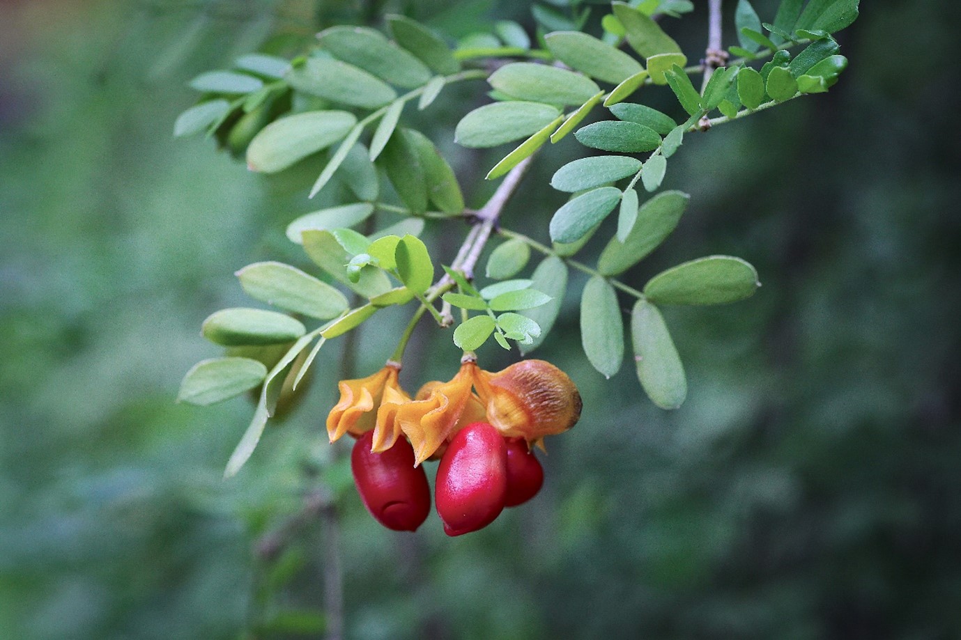 Three small red oval fruits of Guaiacum coulterii hanging on the end of a branch